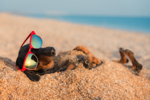dog beach