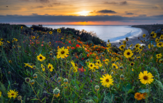 Wildflowers and coastal views on the Top of the World Hike in Laguna Beach